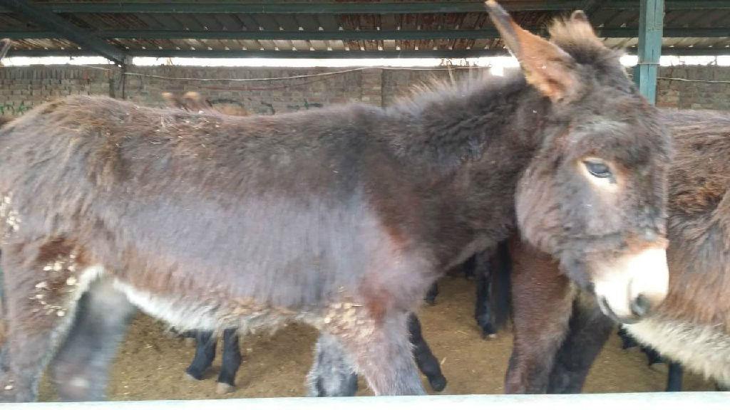 三明养殖德州驴 肉驴养殖技术 专业养殖场批发肉驴苗