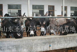 贵州兴义肉驴养殖成本及管理方法 肉驴养殖成本,肉驴管理方法