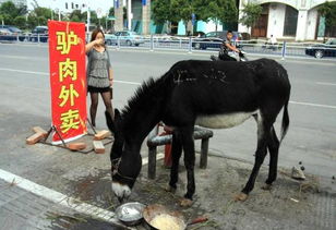 被国人奉为龙肉的驴肉造假已久有人靠养驴年赚60万 手机中国网
