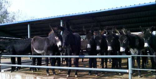 吉林省肉驴养殖基地