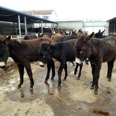 常年销售肉驴苗德州驴市场价格肉驴正规养殖场肉驴品种包邮